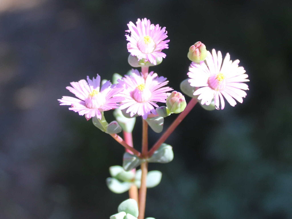 Flowers in October in West Coast County in South Africa
