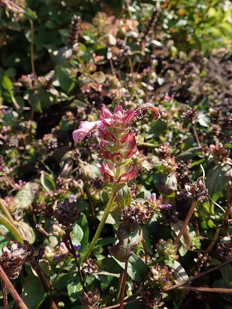 Small plant with pinkish flowers in April in Lublinie, Poland