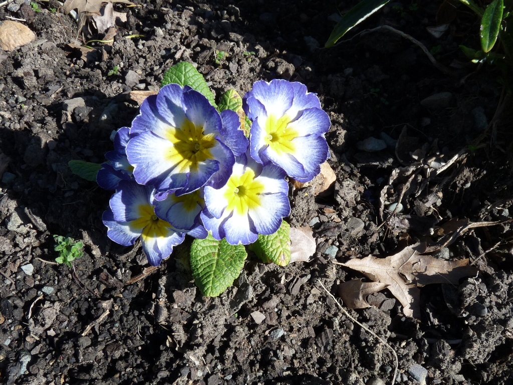 Flowers in September in Nelson, New Zealand