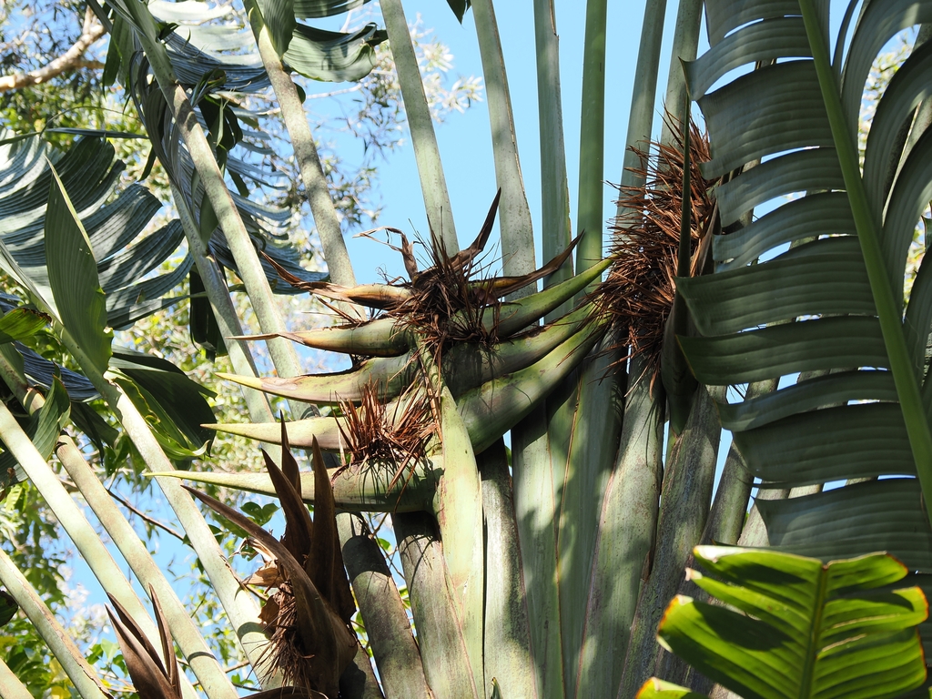 Strighy brown flowers emerging from flower pods. in September