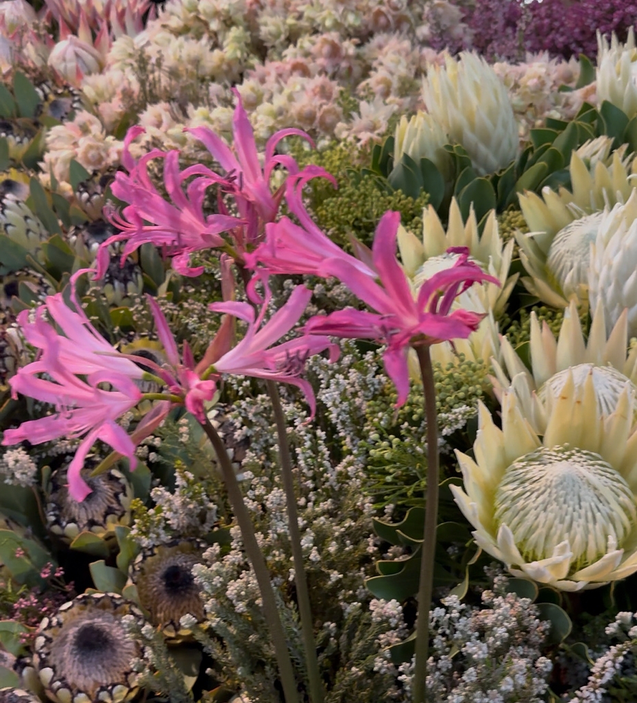 Pinkish spiderlike flowers in September. Western Cape, S. Africa