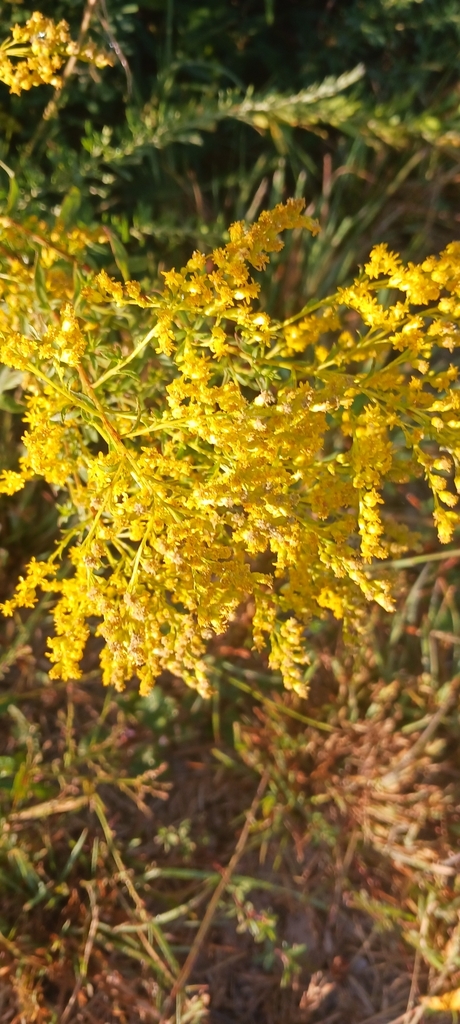 Bunched small yellow in full bloom in September in Virginia