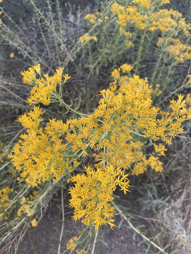 Flowers in September in Dona Ana County, New Mexico
