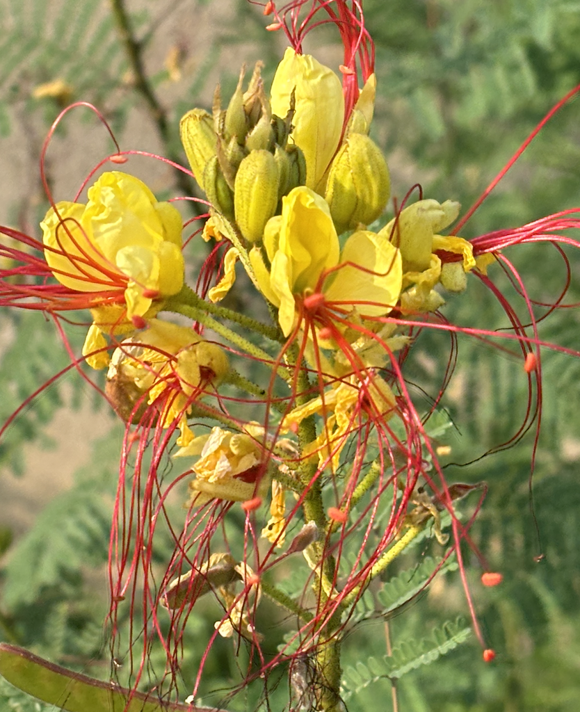 Flowers in September in Georgetown, Washington DC