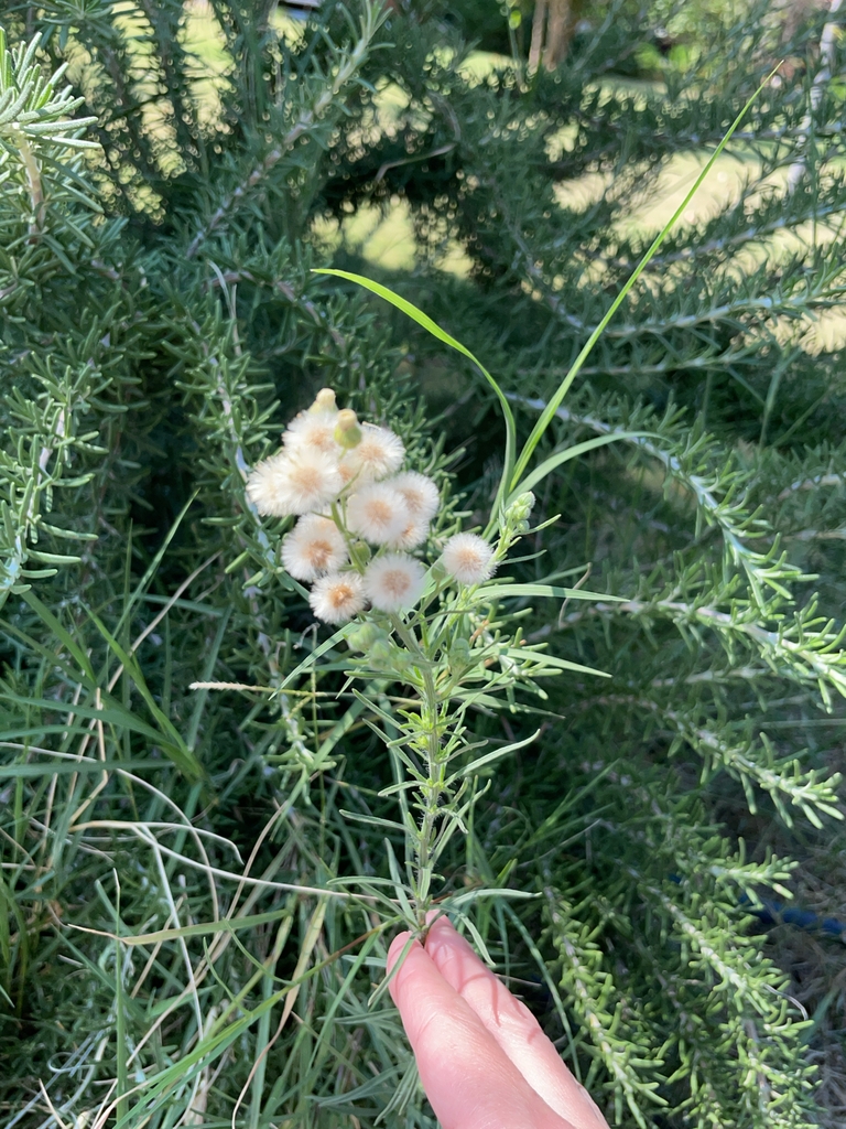 Flowers in September in Kusadasi, Turkey