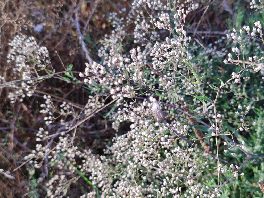 Flowers in September in Kyiv, Ukraine