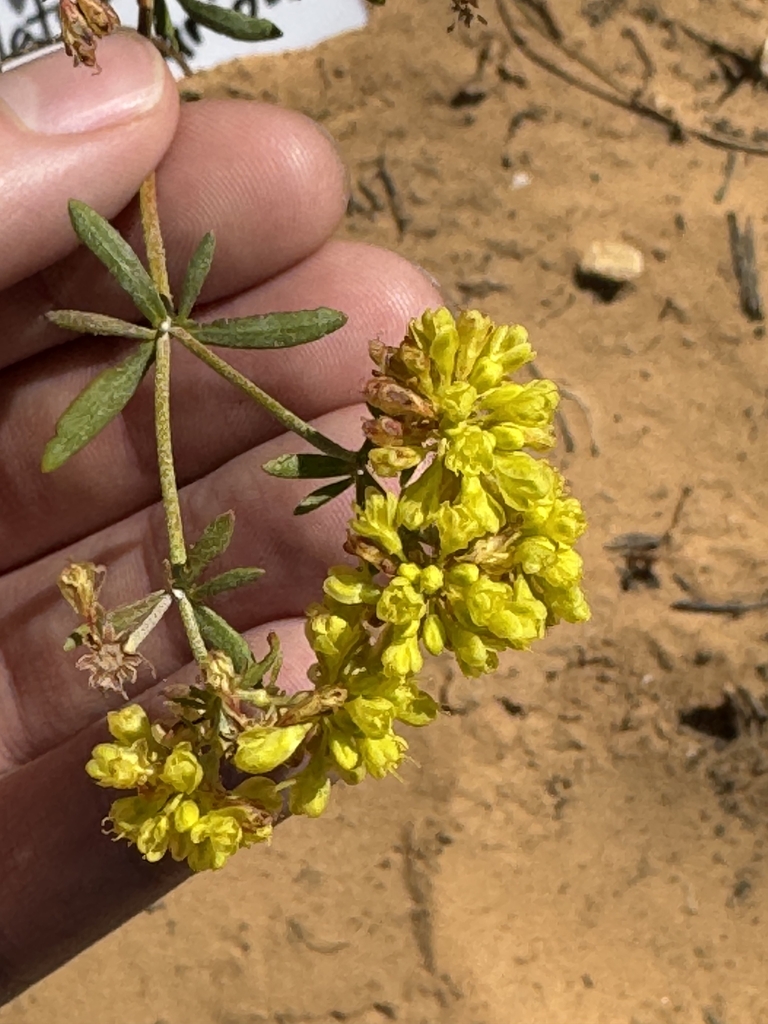 Flowers in September in Utah