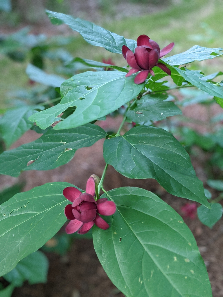 Shrub with coarse foliage & large red flowers.