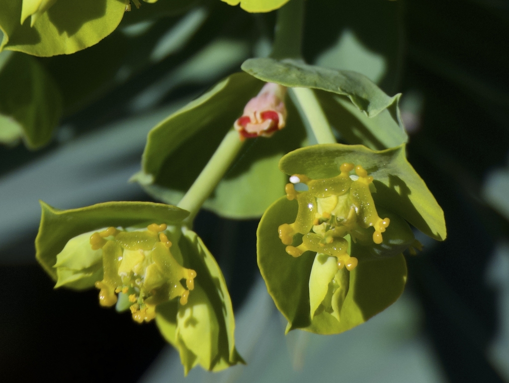 Several male flowers and single female flower