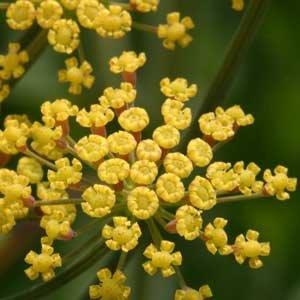 Foeniculum rubrum
