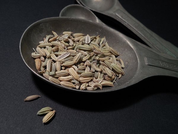 Foeniculum vulgare