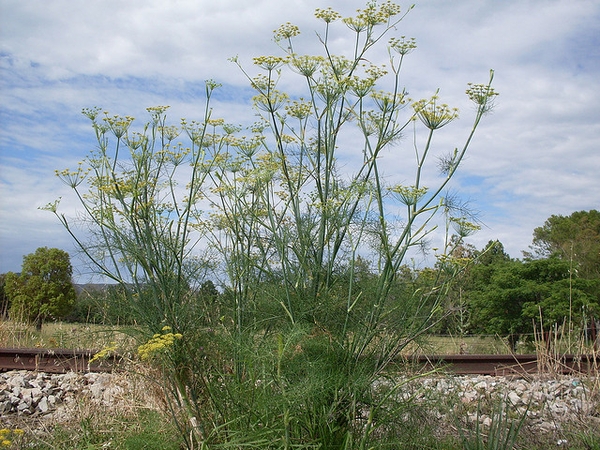Foeniculum vulgare