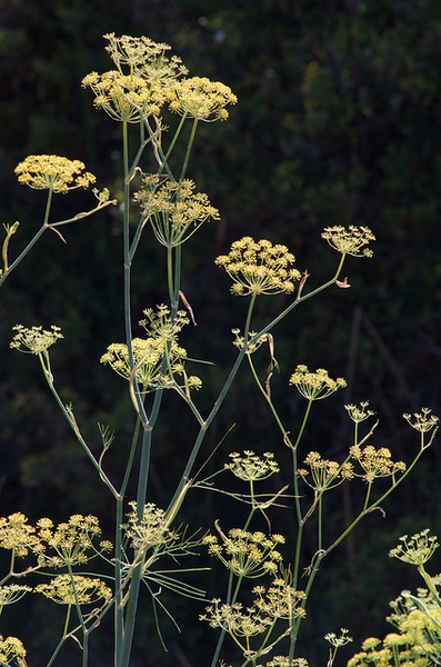 Foeniculum vulgare
