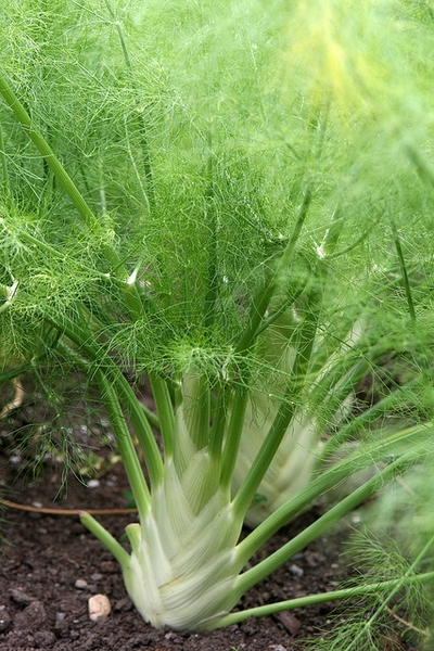 Foeniculum vulgare