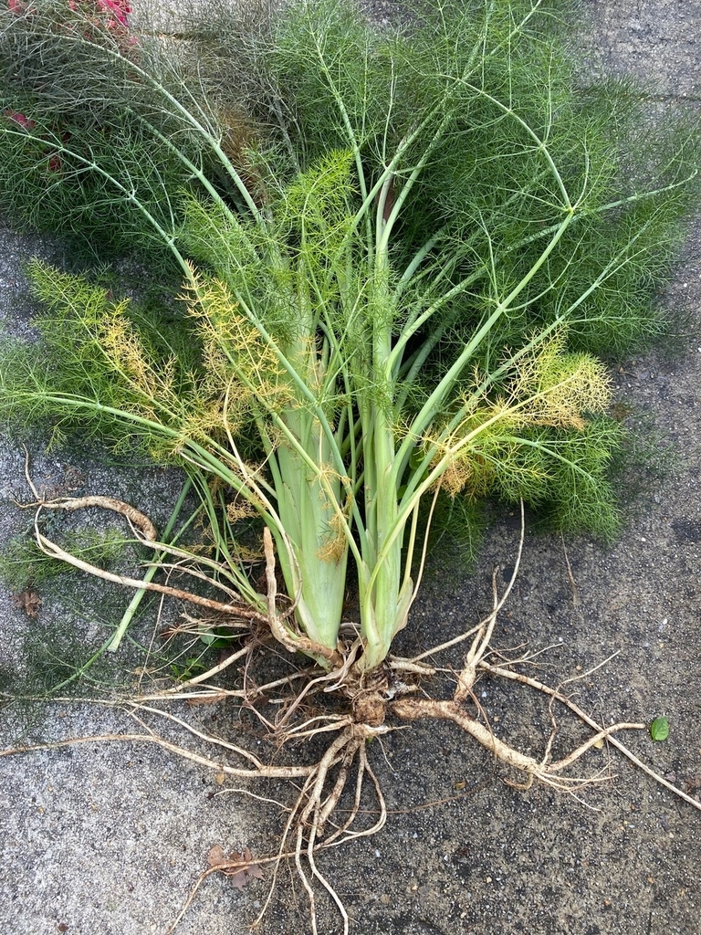 Plant & Roots - Summer - Cumberland Co., NC