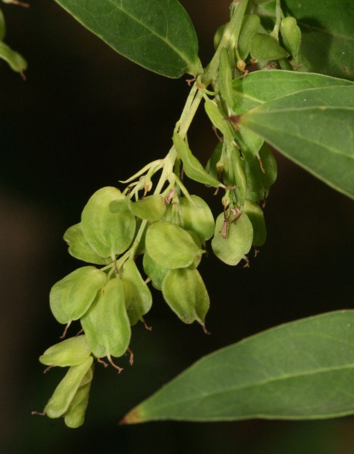 Unripe fruits