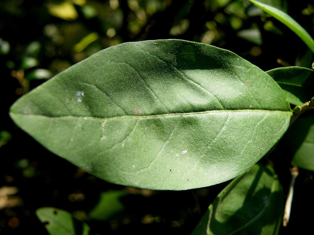 Leaf closeup