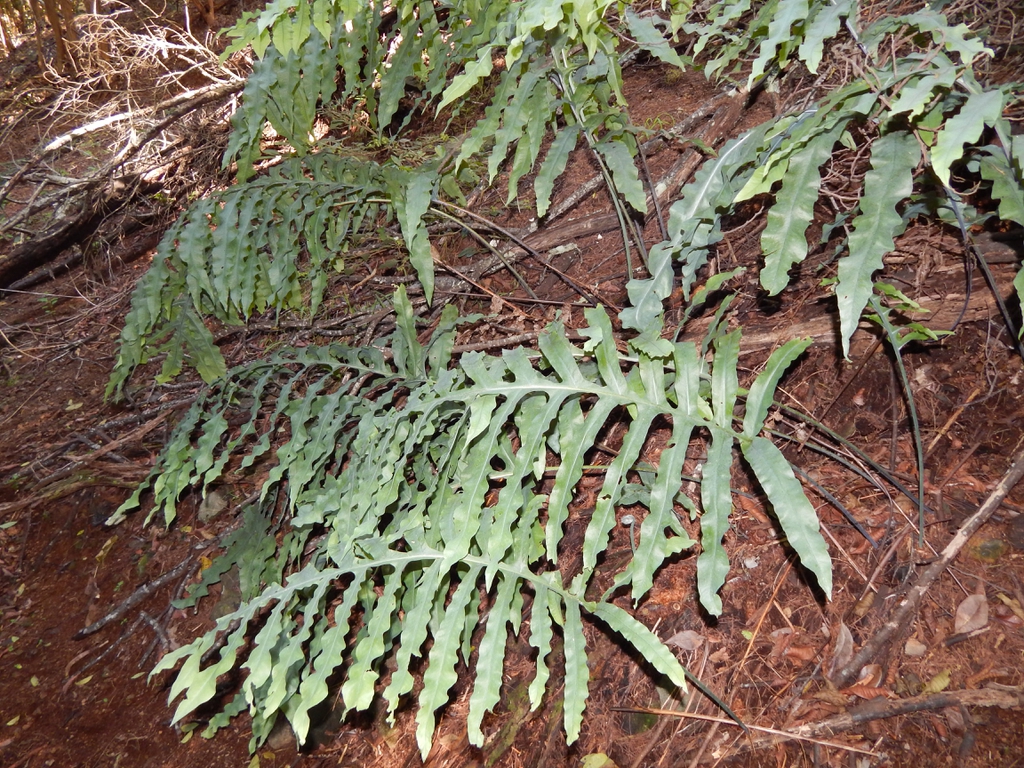 P. aureum