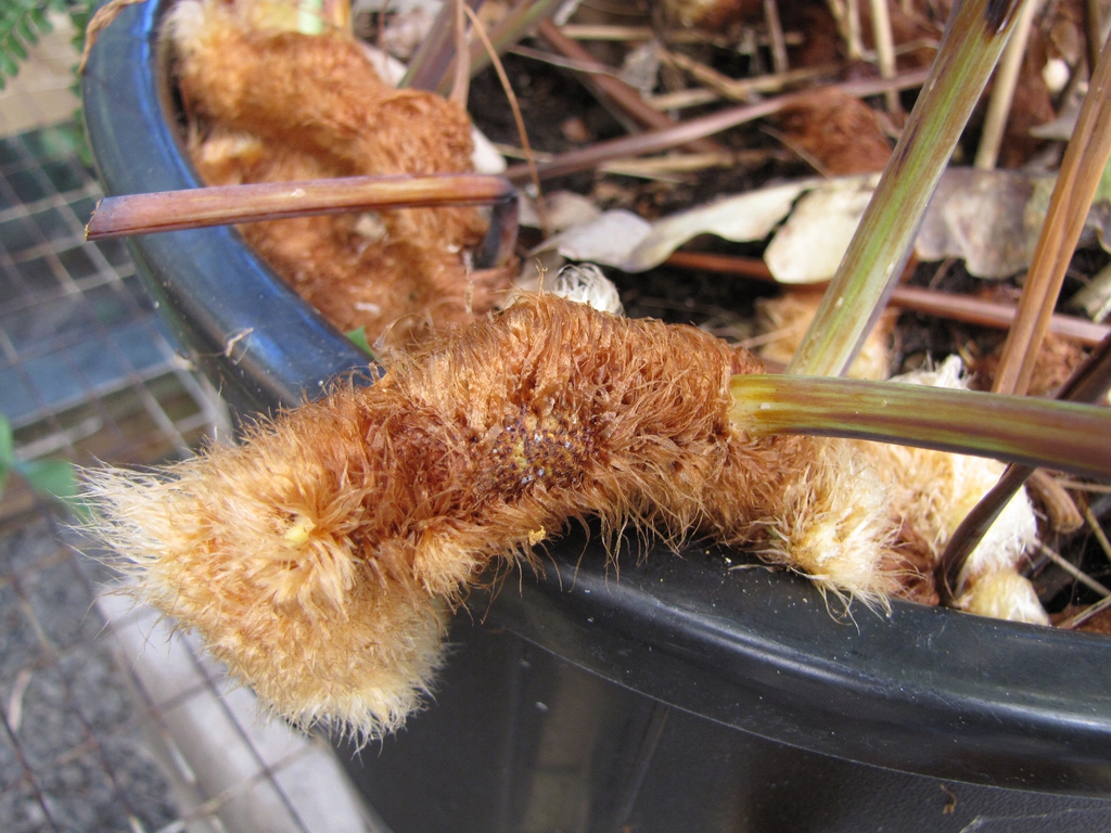 P. aureum