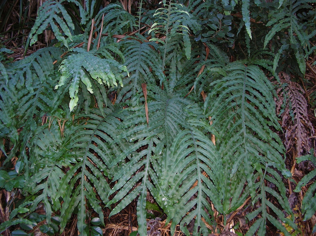 P. aureum