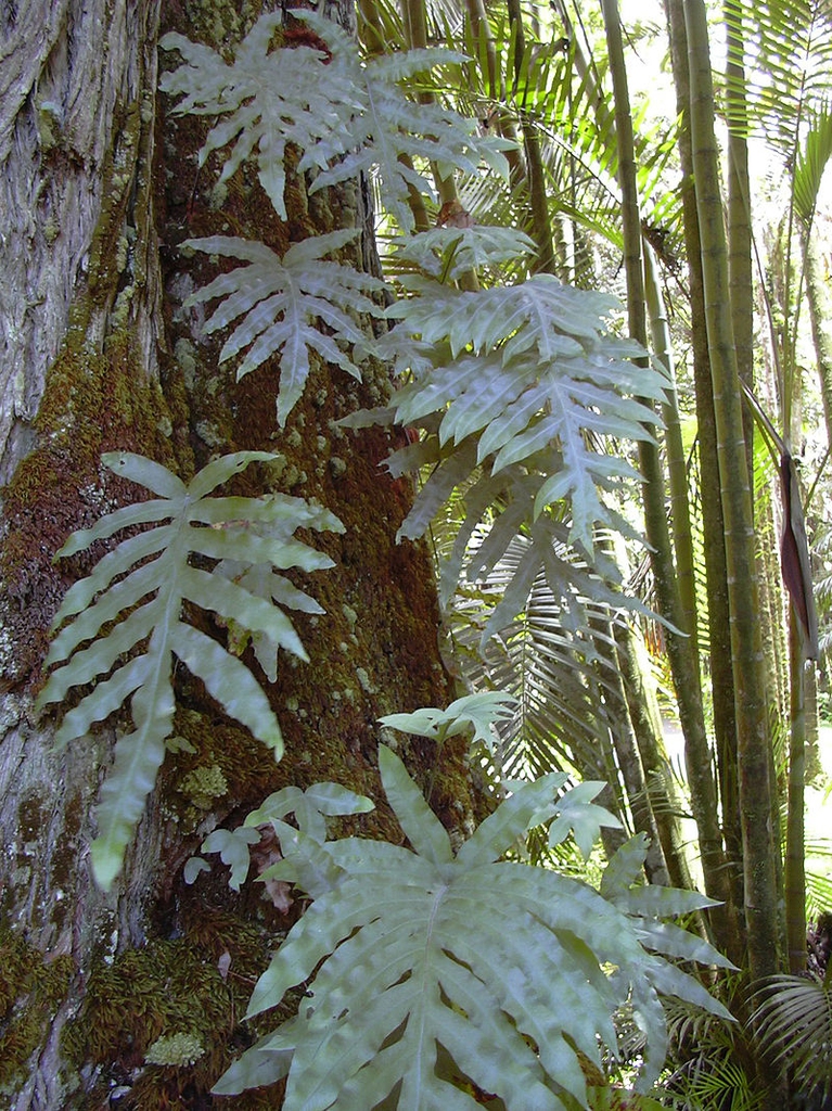 P. aureum