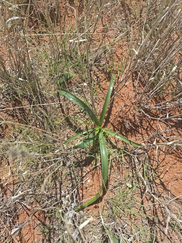 Form with several long green leaves. October. South Africa