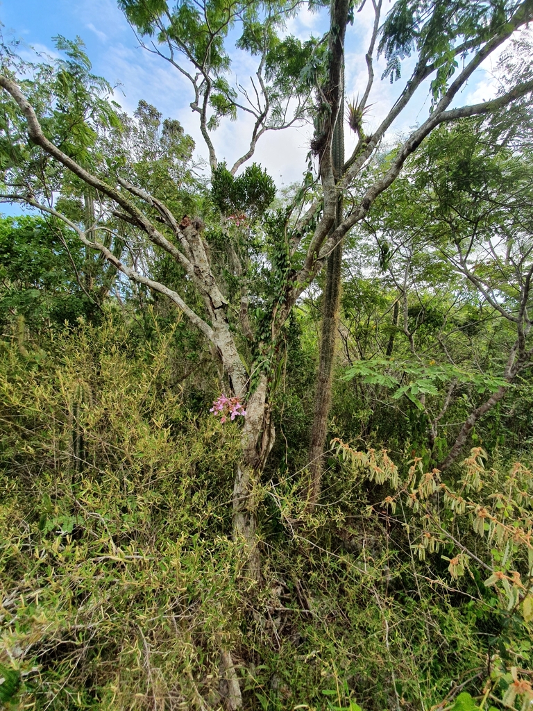 Epiphytic orchid plant. Growing between two tree branches.