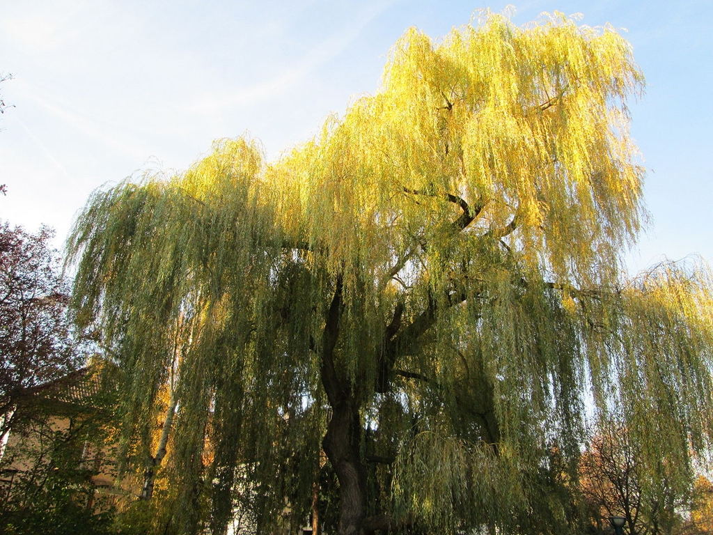 Form in November in Hockenheim, Germany