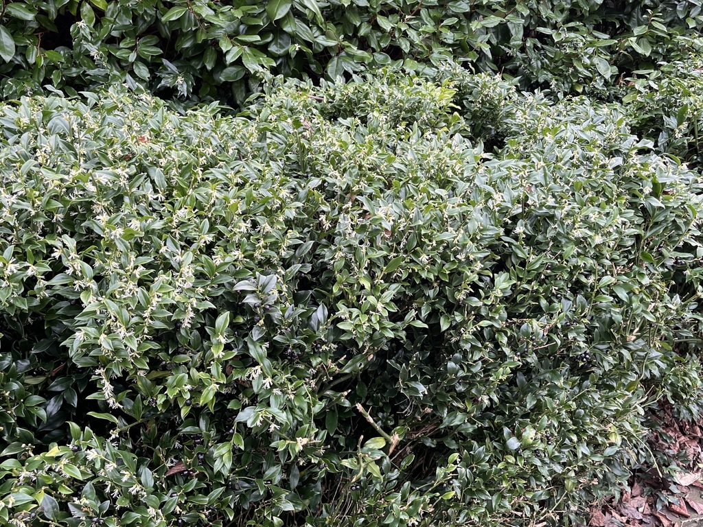 Bushy plant in bloom (small white flowers) in February in UK