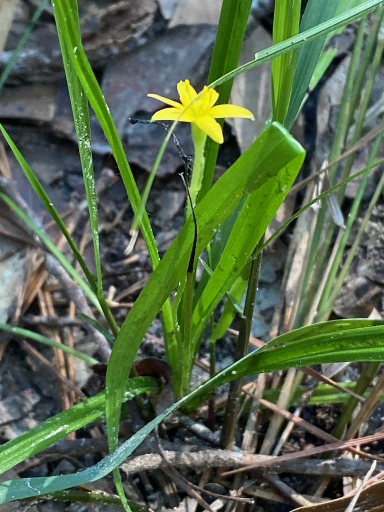 Form with Flower in September in Montgomery, TX