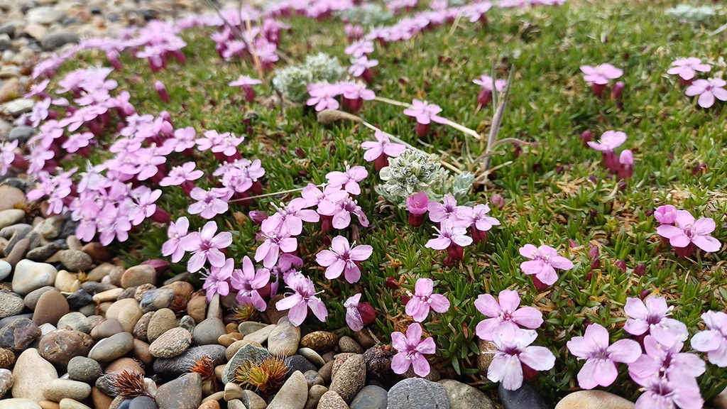Form and flowers in June in Beringoviskiy Rayon, Russia