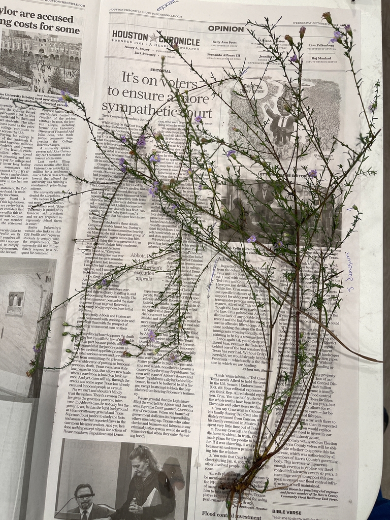 Excavated plant showing twiggy branches and small leaves.