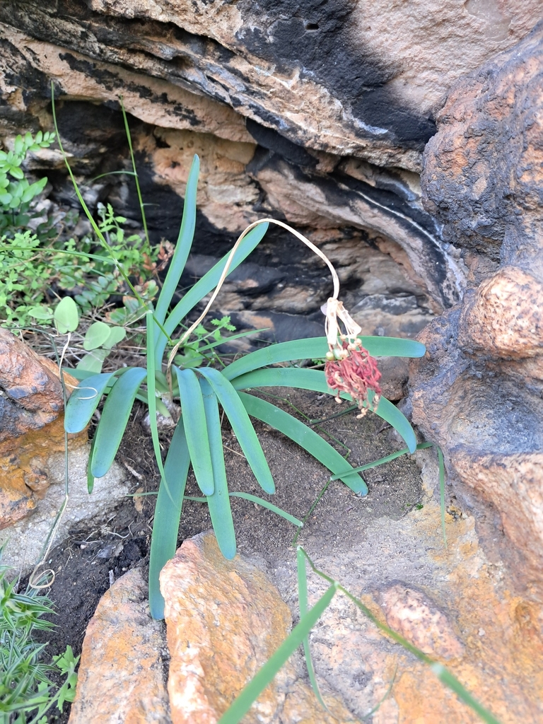samiensis form in July in Western Cape, South Africa