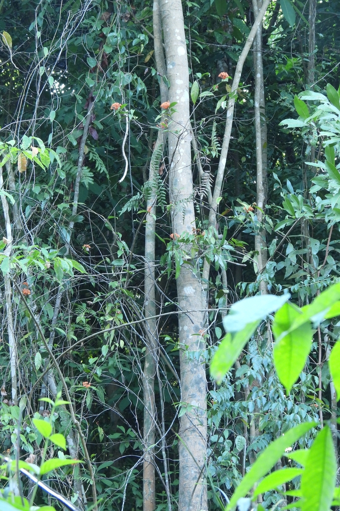 Form in April in Hat Yai District in Thailand