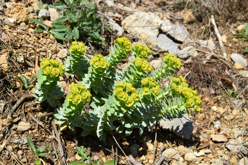 Form with yellow cupped flowers on the tips in April in Cr