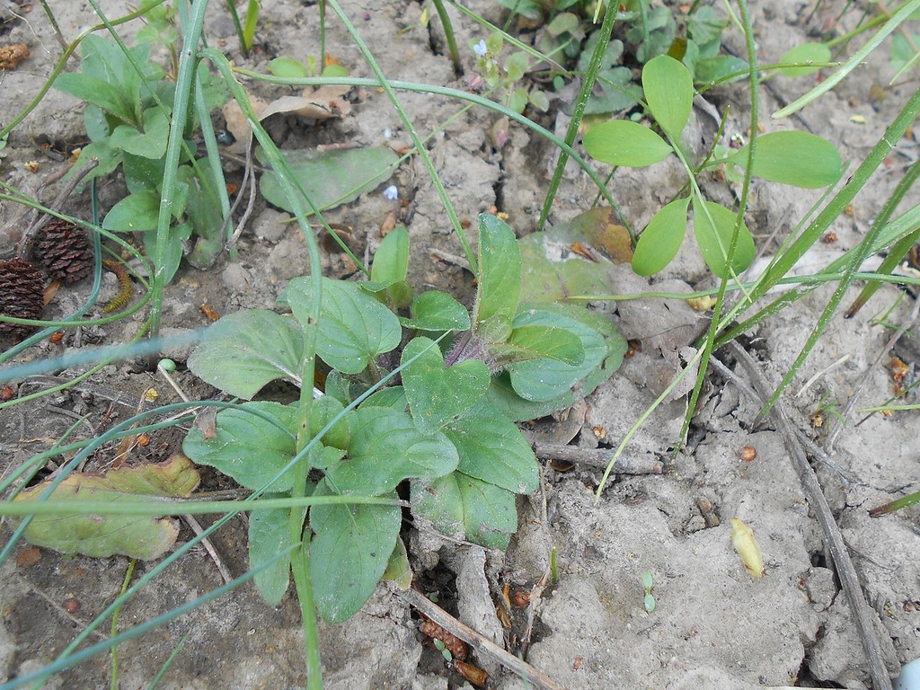 Small plant with green leaves in April in Lublinie, Poland