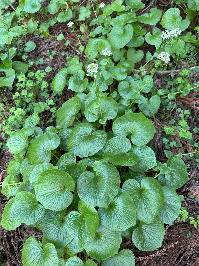 Form in April in Nagano, Japan
