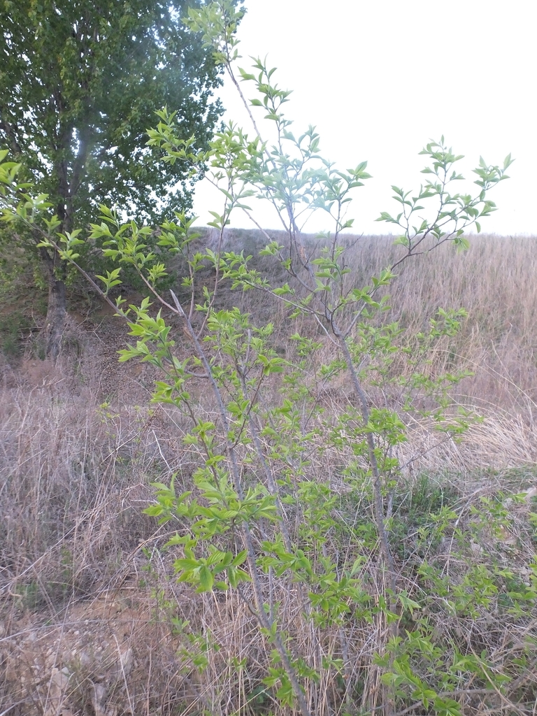 Form in April in Qingdao, China