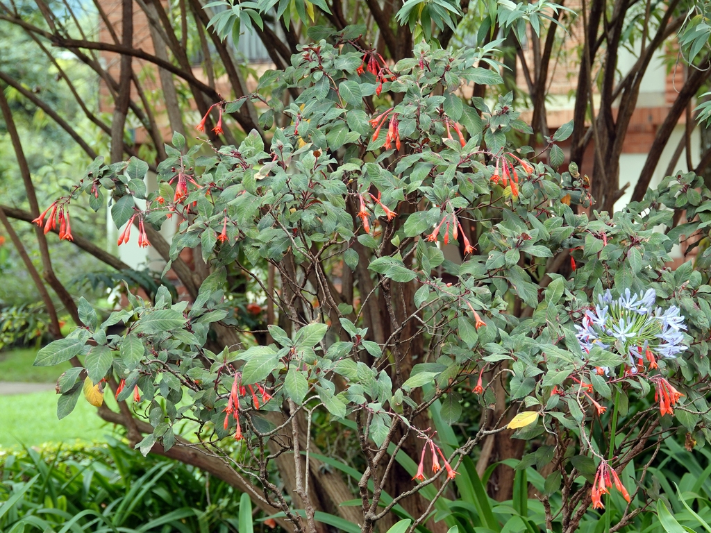 Form in April in Bogota County, Colombia