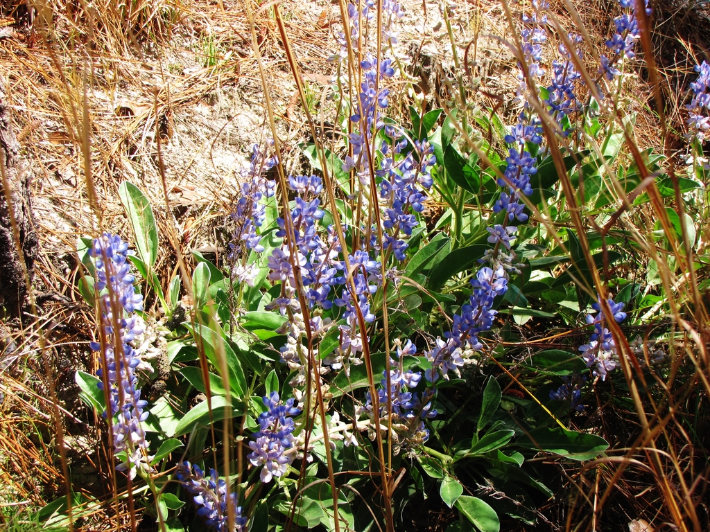 Form - April - Hoke Co., NC