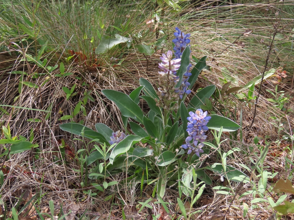 Form in April in Lexington County in South Carolina