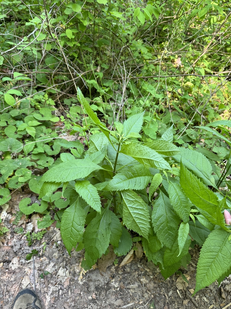 Form