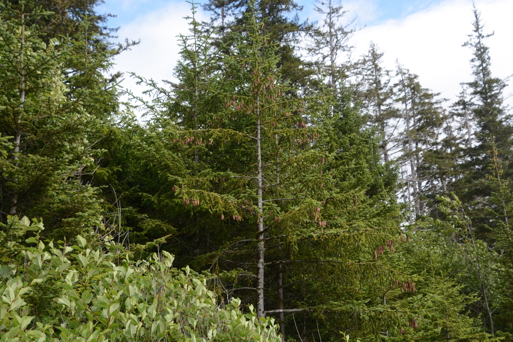 Form in August in British Columbia, Canada