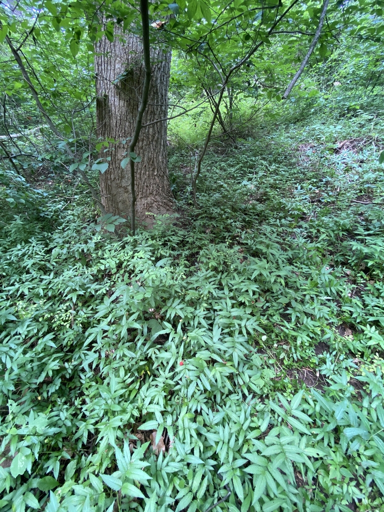 Form in August in Chester County, Pennsylvania