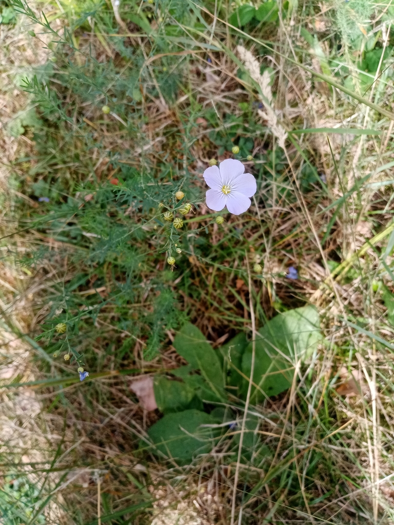 Form in July in Darmstadt in Germany