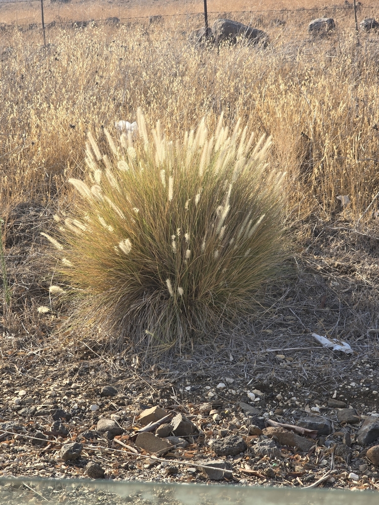Form in August in Golan, Israel