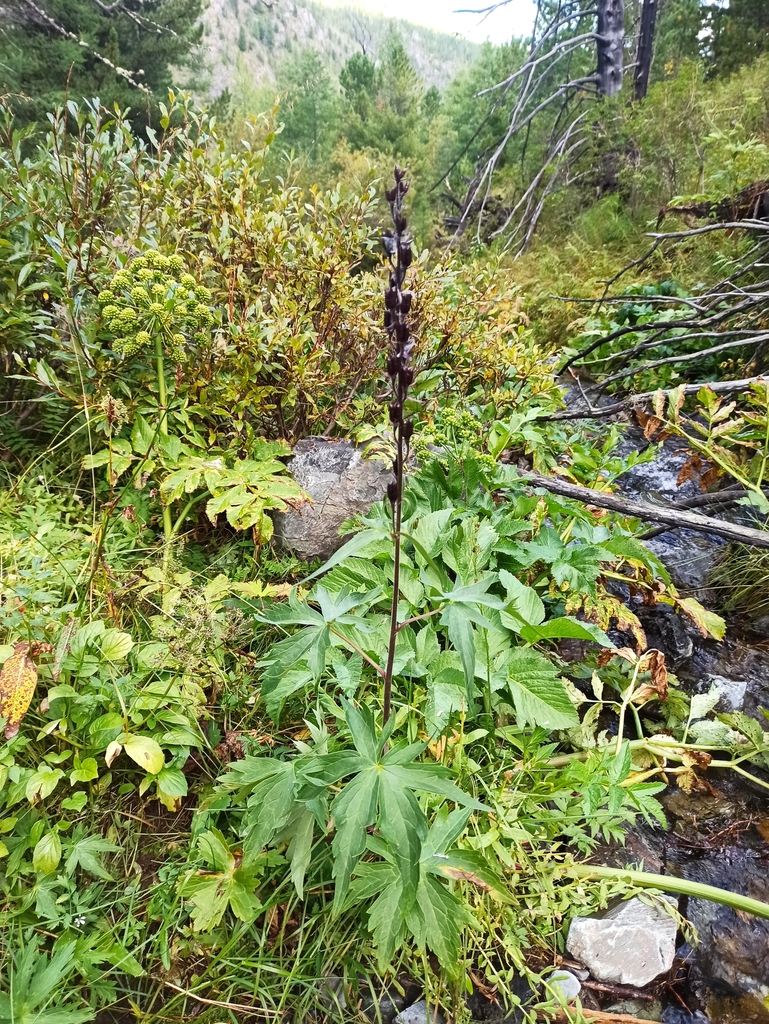 Form in August in Khakassia, Russia