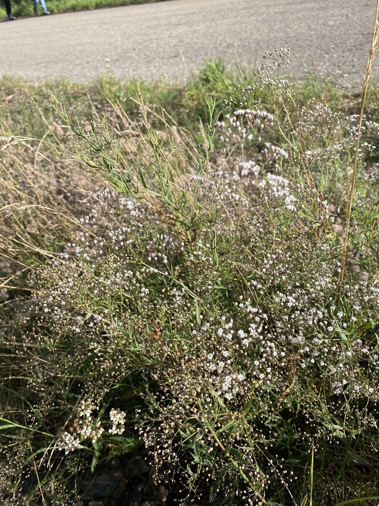 Form in August in Klaipeda Region in Latvia