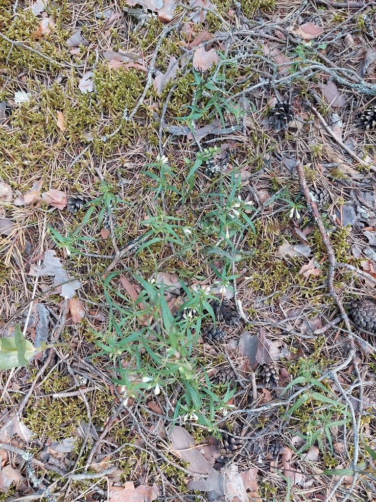 Form in August in Leningrad in Russia