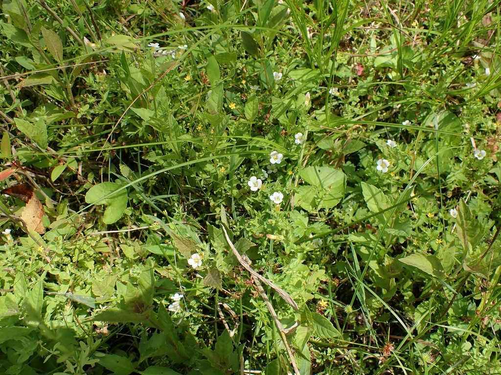 Form in August in Macon County, North Carolina
